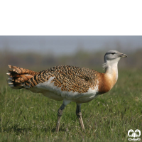 گونه میش مرغ Great Bustard